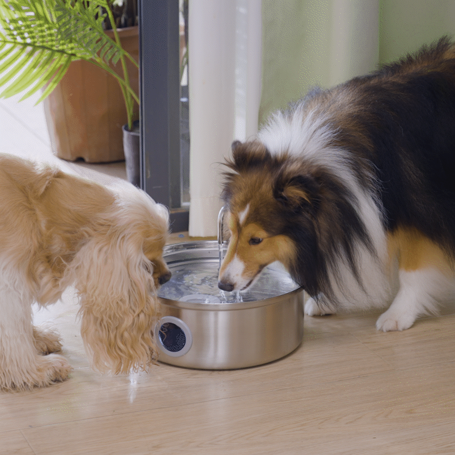 Oneisall 7L Pet Water Fountain with Visual Water Level